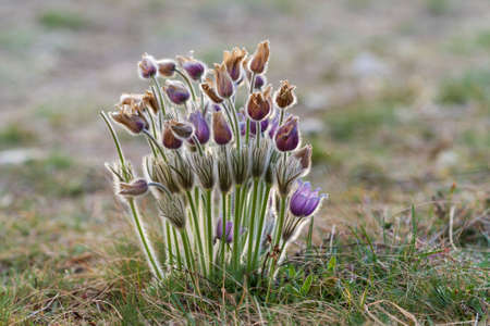 Pasque flowers on spring field. Photo Pulsatilla grandis with nice bokeh.