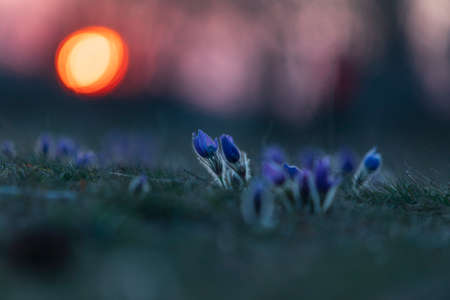 Pasque flowers on spring field. Photo Pulsatilla grandis with nice bokeh.の写真素材