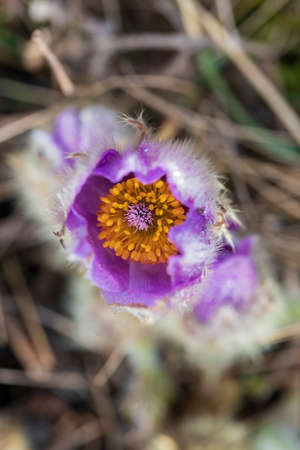 Pasque flowers on spring field. Photo Pulsatilla grandis with nice bokeh.