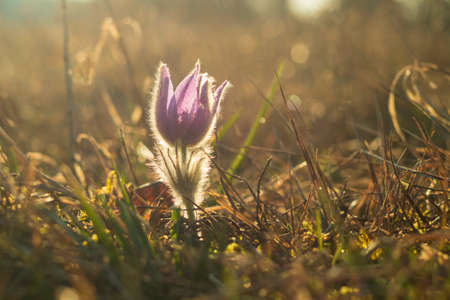Pasque flowers on spring field. Photo Pulsatilla grandis with nice bokeh.の写真素材
