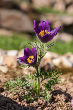 Pasque flowers on spring field. Photo Pulsatilla grandis with nice bokeh.の写真素材