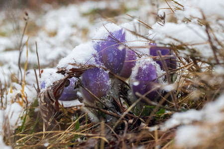 Pasque flowers on spring field. Photo Pulsatilla grandis with nice bokeh.の写真素材