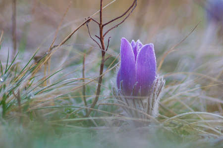 Pasque flowers on spring field. Photo Pulsatilla grandis with nice bokeh.