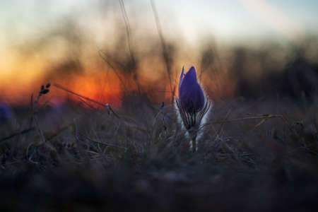 Pasque flowers on spring field. Photo Pulsatilla grandis with nice bokeh.の写真素材