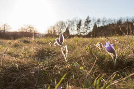 Pasque flowers on spring field. Photo Pulsatilla grandis with nice bokeh.