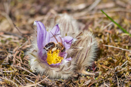 Pasque flowers on spring field. Photo Pulsatilla grandis with nice bokeh.