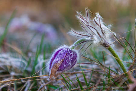 Pasque flowers on spring field. Photo Pulsatilla grandis with nice bokeh.の写真素材