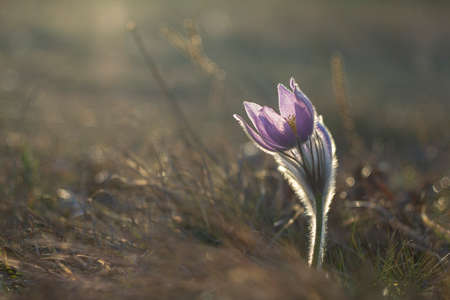 Pasque flowers on spring field. Photo Pulsatilla grandis with nice bokeh.の写真素材