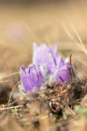 Pasque flowers on spring field. Photo Pulsatilla grandis with nice bokeh.