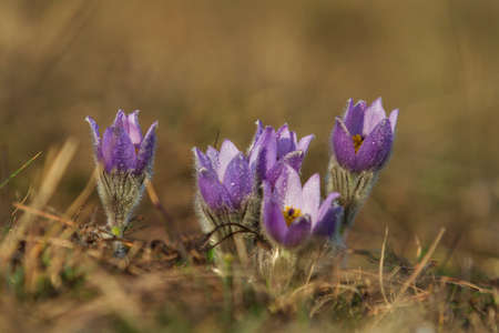 Pasque flowers on spring field. Photo Pulsatilla grandis with nice bokeh.