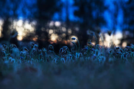 Pasque flowers on spring field. Photo Pulsatilla grandis with nice bokeh.