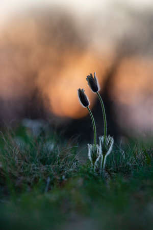 Pasque flowers on spring field. Photo Pulsatilla grandis with nice bokeh.の写真素材