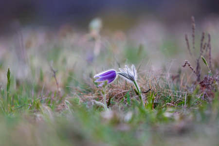 Pasque flowers on spring field. Photo Pulsatilla grandis with nice bokeh.の写真素材