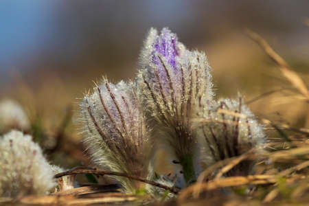 Pasque flowers on spring field. Photo Pulsatilla grandis with nice bokeh.