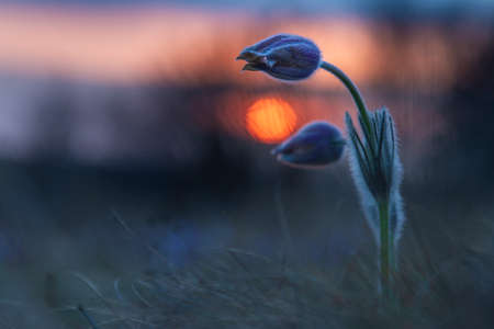 Pasque flowers on spring field. Photo Pulsatilla grandis with nice bokeh.