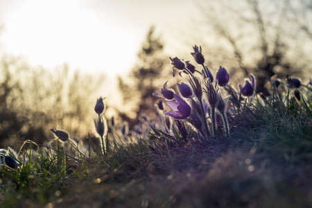 Pasque flowers on spring field. Photo Pulsatilla grandis with nice bokeh.