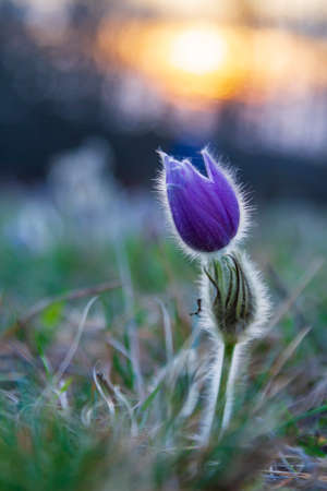 Pasque flowers on spring field. Photo Pulsatilla grandis with nice bokeh.