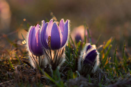 Pasque flowers on spring field. Photo Pulsatilla grandis with nice bokeh.