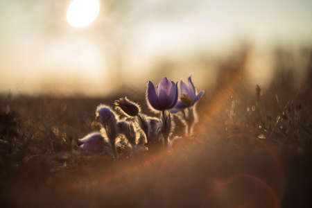 Pasque flowers on spring field. Photo Pulsatilla grandis with nice bokeh.