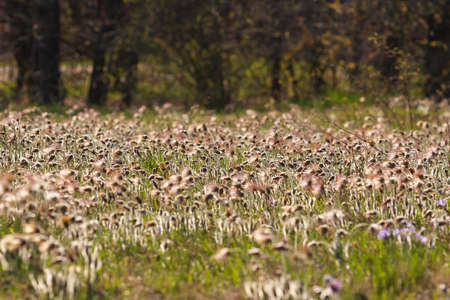 Pasque flowers on spring field. Photo Pulsatilla grandis with nice bokeh.
