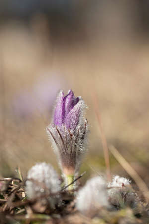 Pasque flowers on spring field. Photo Pulsatilla grandis with nice bokeh.