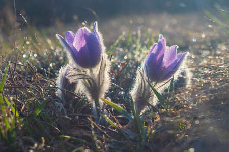 Pasque flowers on spring field. Photo Pulsatilla grandis with nice bokeh.