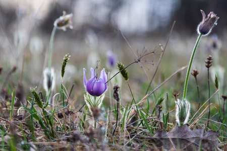 Pasque flowers on spring field. Photo Pulsatilla grandis with nice bokeh.の写真素材