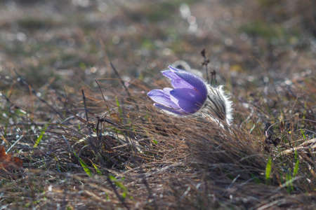 Pasque flowers on spring field. Photo Pulsatilla grandis with nice bokeh.