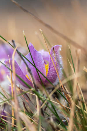 Pasque flowers on spring field. Photo Pulsatilla grandis with nice bokeh.