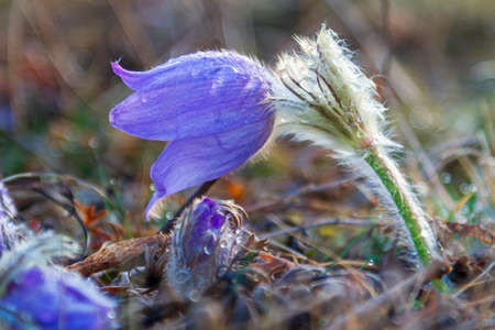 Pasque flowers on spring field. Photo Pulsatilla grandis with nice bokeh.