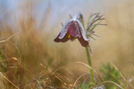 Pasque flowers on spring field. Photo Pulsatilla grandis with nice bokeh.