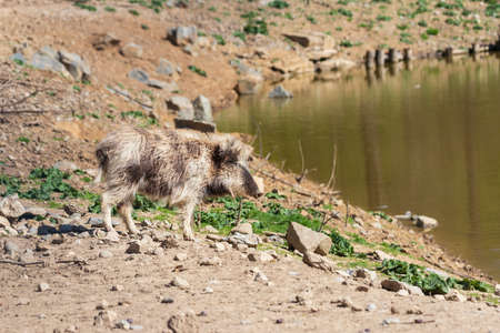 Wild boar - Sus scrofa - in the forest and by the water in its natural habitat. Photo of wild nature.の写真素材