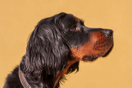 Gordonsetr - Gordon setter - his head from the side on a yellow backgroundの写真素材
