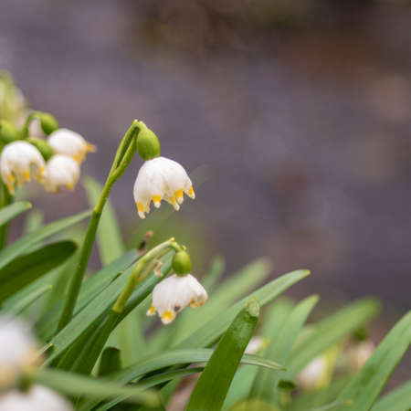 Snowflake - Leucojum aestivum - beautiful white flower on meadow in valley. Photo has beautiful bokeh.の写真素材