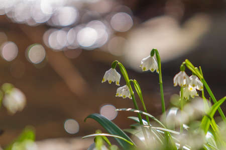 Snowflake - Leucojum aestivum - beautiful white flower on meadow in valley. Photo has beautiful...