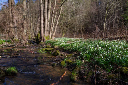 Snowflake - Leucojum aestivum - beautiful white flower on meadow in valley. Photo has beautiful bokeh.の写真素材