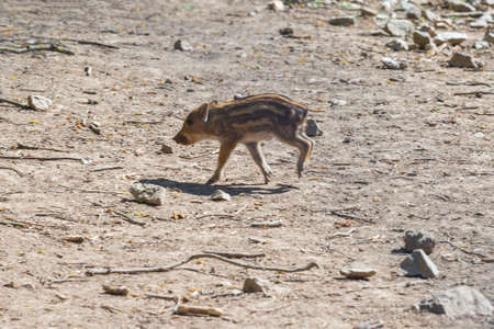 Wild boar - Sus scrofa - young in the forest in its natural habitat. Photos of wild nature.の写真素材