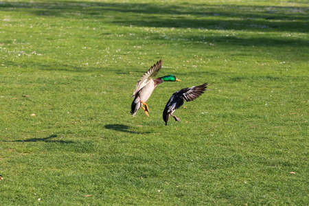 A wild duck flies over a meadow in nice weather.の写真素材