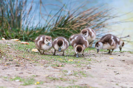 A group of beautiful little ducks are by the pond looking for food.の写真素材
