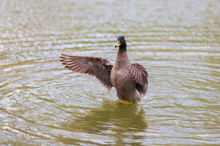 A duck on a pond waving its wings