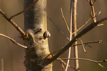 A small snail in a shell crawls on a tree trunk. The photo has a brown background.の写真素材