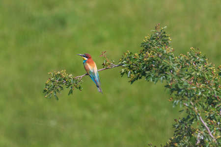 Merops apiaster - European bee-eater colorful bird on a nice green background with beautiful bokeh....