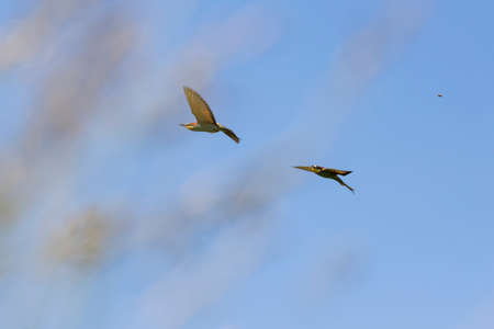 Merops apiaster - A bee-eater colorful bird in the wild flies over a meadow in sunny weather. In the...