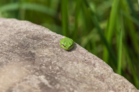 The green tree frog - Hyla arborea - sits on a rock by a pond in its natural habitat. Photo of wild nature.
の写真素材