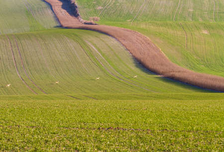 Beautiful rolling landscape of Moravian Tuscany region in Czech Republic. Green waves field on which...