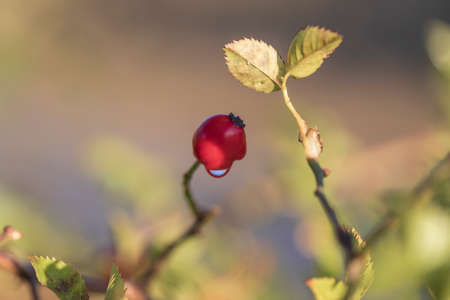Rosehip on rosehip in beautiful evening light with nice bokeh.の写真素材