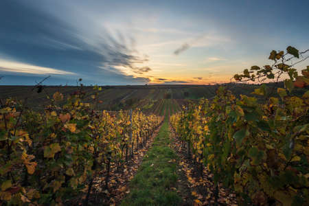 Beautiful landscape of colorful autumn vineyards in Czech Republic near Cejkovice village. Blue sky with long time technique.の写真素材