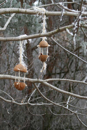 Feeders for birds in winter with an apple hanging on a twig covered with hoar frost.