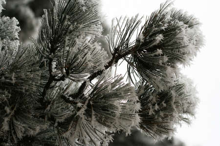 Wrapped coniferous tree with hoarfrost and snow in winter.