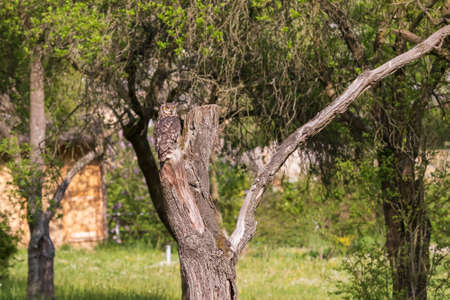 African eagle owl - Bubo africanus - falconry guided on a green field in sunny weather.の写真素材